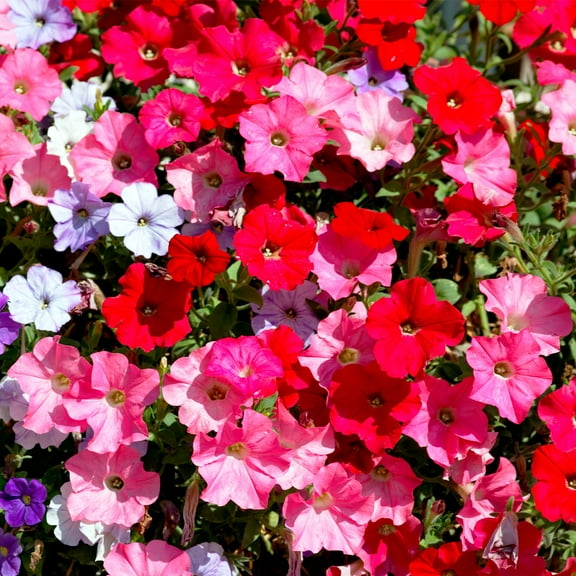 Seflore Petunia Seeds for Planting, 1000 MVR1 Mixed Flower Seeds Heirloom Seed, Non-GMO Petunia Flower Seed for Planting and Growing a Floral Garden, Easy Wave Series