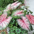 thumbnail image 2 of Blue Buddha Farm: Apple Blossom Caladium (2 Bulbs) - Easy to Grow Indoor or Outdoor Perennial Plant, 2 of 9