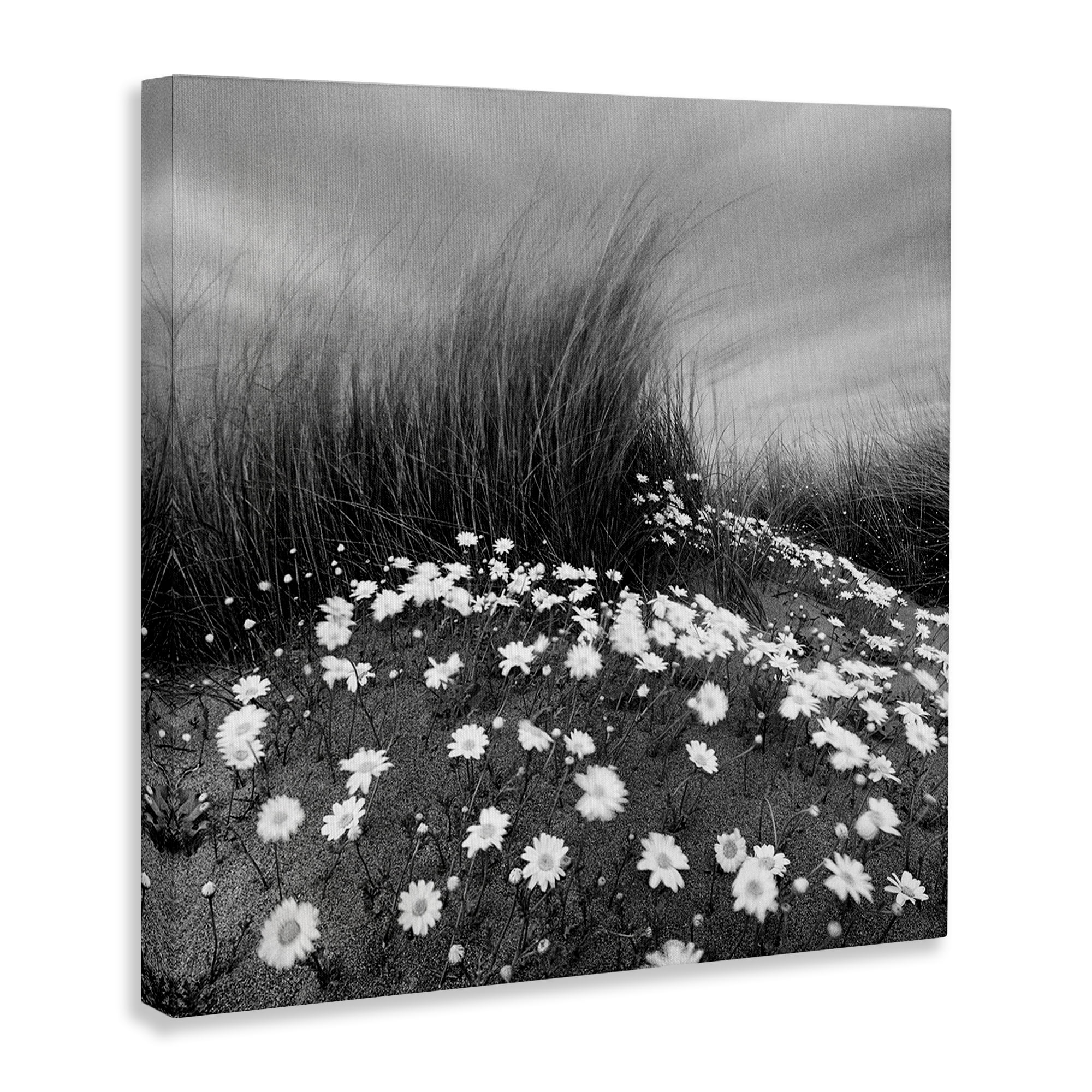 Stupell Industries Sand Daisies on Hill Landscape Photography Gallery Wrapped Canvas Art Print Wall Art, 24 x 24
