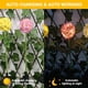 thumbnail image 4 of Luces solares de flores decorativas para exteriores, luces solares de crisantemo impermeables para exteriores, 4 of 5