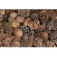 thumbnail image 2 of Paulson, Don 18x13 Gold Ornate Wood Framed with Double Matting Museum Art Print Titled - California, Inyo NF Bristlecone tree pine cones, 2 of 4