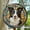 Border Collie1, variant on Hanging Stained Glass for Windows Aurora Borealis, Festival Gift Ornament, Christmas Ornament Gift, Mother’s Day Keepsake, Valentine’s Day Decor, Keepsake 2025