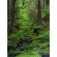 thumbnail image 2 of Zwick, Martin 12x14 White Modern Wood Framed Museum Art Print Titled - Forest near Cabeco Grodo Faial Island-an island in the Azores in the Atlantic Ocean, 2 of 4