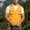 Yellow, variant on Men's Utility Fishing Vest Lightweight Outdoor Zip up Cargo Vest Jacket for Fishing Hiking Climbing (Orange M)
