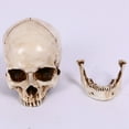 thumbnail image 3 of Skull Decor Prop Skeleton 1:1 Model Halloween Style Haunted House Home Decoration Festival Supplies, 3 of 7