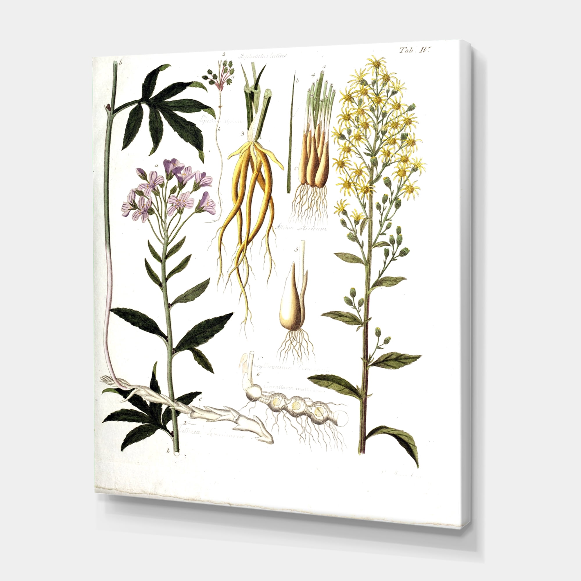 Designart ' Ancient Plant Life VIII ' Farmhouse Canvas Wall Art Print