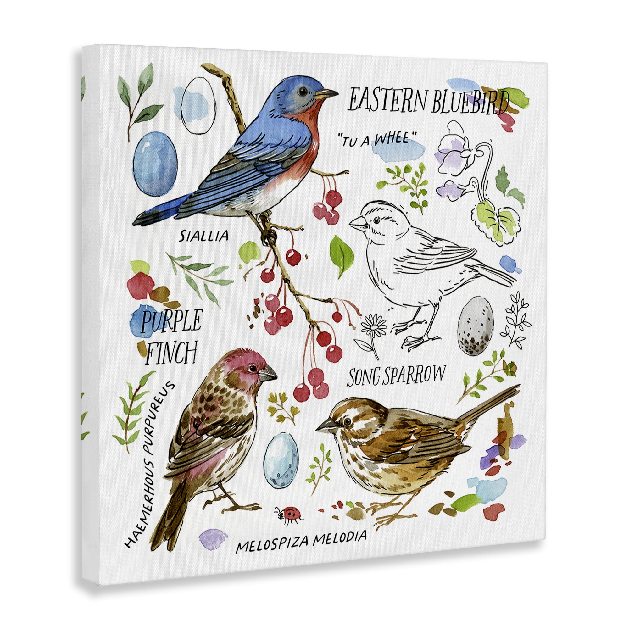 Stupell Industries Woodland Birds Diagram Animals Painting Wrapped Canvas Art Print Wall Art, 24 x 24