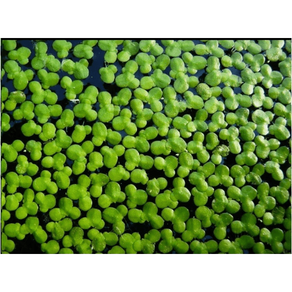 1000  Live Duckweed Plants – Indoor Grown Organic Floating Aquarium Plant – Fast Growing Natural Fish Tank Water Cleaner for Freshwater Aquariums & Ponds