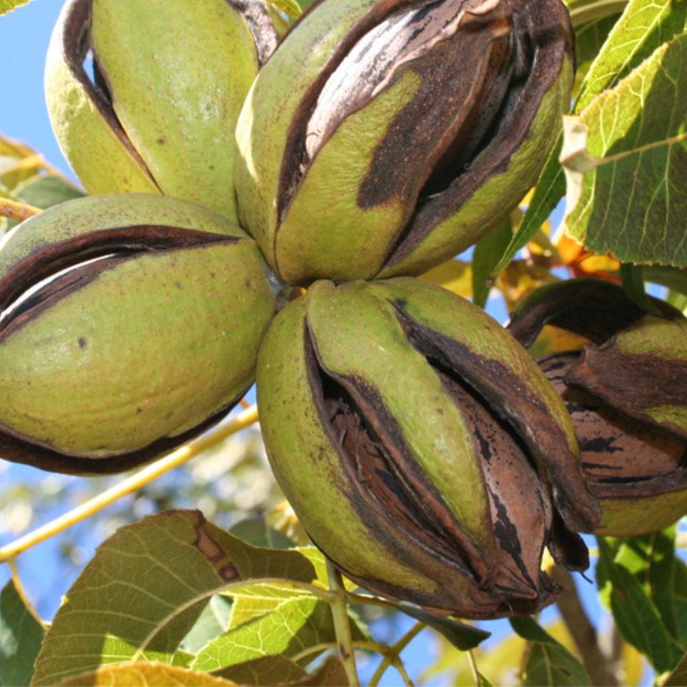 Expert Gardener 2-3 ft. tall Stuart Pecan Live Tree in 5-Gallon Grower Pot