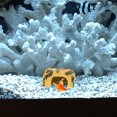 thumbnail image 2 of Miangastore Pet Climbing Platform Aquariums Accessory Terrariums Landscape Artificial Climbing Cave, 2 of 8