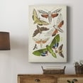 thumbnail image 5 of Antique Moths II Premium Gallery Wrapped Canvas - Ready to Hang, 5 of 9