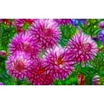 thumbnail image 2 of Carter, Jean 14x10 White Modern Wood Framed Museum Art Print Titled - Oregon Abstract of pink dahlias, 2 of 4