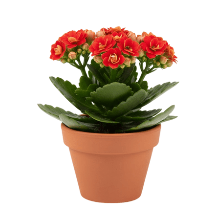 Live Kalanchoe Plant, Double Red Flowers, 5 - 7 Inches Tall, Potted Kalanchoe Plant for Indoor Gardening, 4 Inches Pot