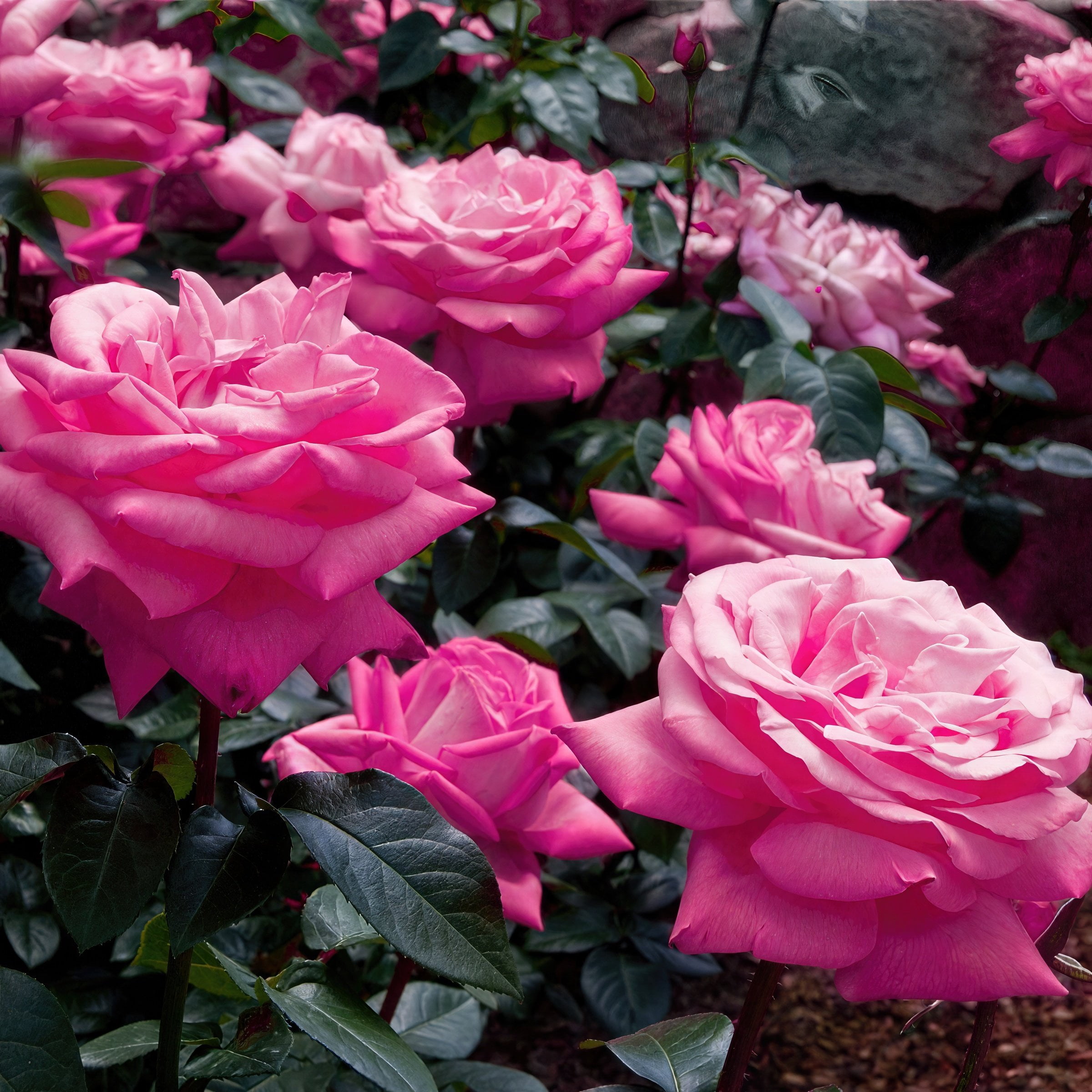 Bare Root Curly Pink Rose with Pink Flowers (2-Pack)