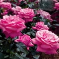 thumbnail image 6 of Bare Root Curly Pink Rose with Pink Flowers (2-Pack), 6 of 9