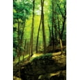 thumbnail image 2 of Alan Hausenflock 31x44 Gallery Wrapped Canvas Wall Art Titled - Deep Woods I, 2 of 4