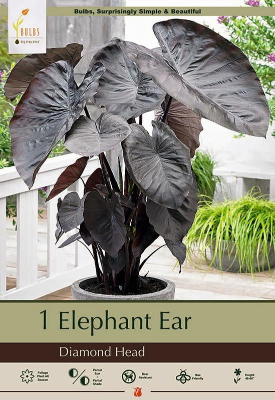 Diamond Head Elephant Ear 1 Bulb 9/11" Colocasia Blue/Black Leaves