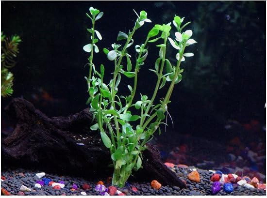 Florida 10 Species Live Aquarium Plants Bundle