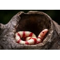 thumbnail image 2 of Setiadi, Ajar 14x11 Gold Ornate Wood Framed with Double Matting Museum Art Print Titled - Red And White Snake, 2 of 4