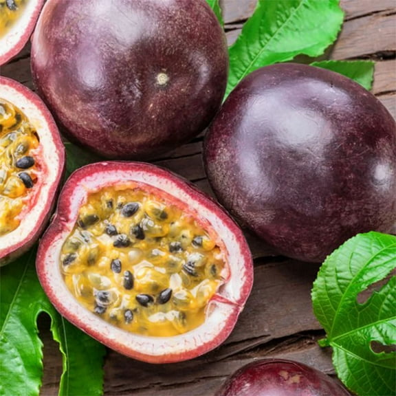 Passion Fruit Tree Live Plant, Purple Passionfruit Vine Plant Live, Passion Fruit Plant for Garden Outdoor or Indoor, 5 to 8 Inc in Height