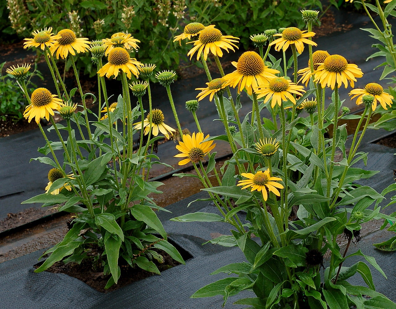 Kismet Yellow Dwarf Coneflower Perennial - Echinacea - Gallon Pot ...