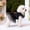 Black/XL, variant on HOARBOEG Spring Summer Dog Dress for Wedding & Party, Breathable Chiffon Pet Apparel, Formal Gown Outfit for Small Medium Dogs, Cute Puppy Dress for Celebration & Photoshoot