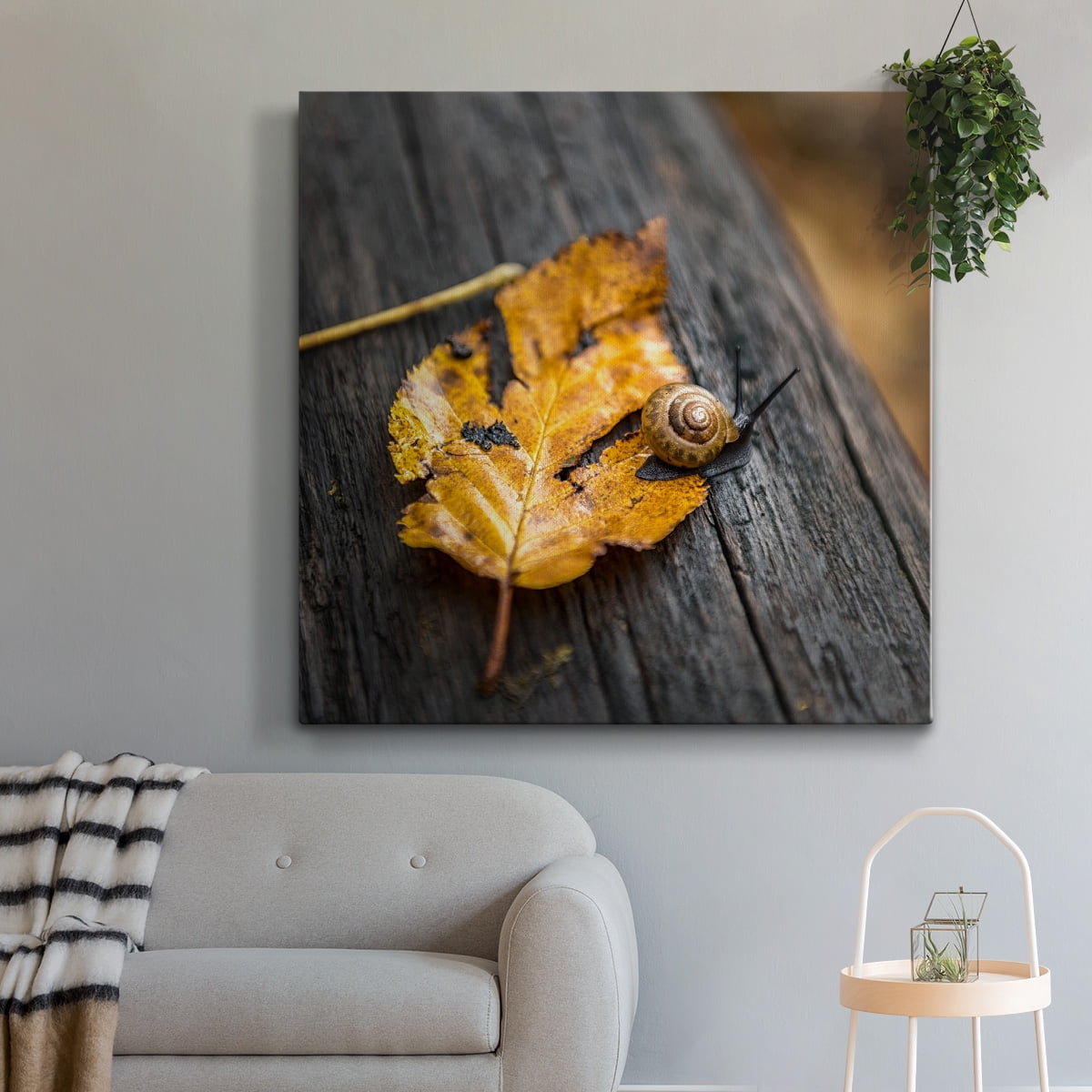 Wexford Home Snail's Pace-Premium Gallery Wrapped Canvas, 16" x 16" - Ready to Hang