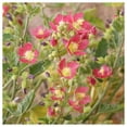 thumbnail image 1 of Everwilde Farms - 1 lb Desert Globemallow Native Wildflower Seeds - Gold Vault Bulk Seed Packet, 1 of 2