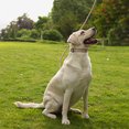thumbnail image 4 of Heavy Duty Dog Rope Leash With Ultra-Soft Padded Handle Wear-resistant Reflective Dog Leash For Small Medium Large Dogs, 4 of 9