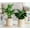 Cream, variant on Self-Watering Flower Pots 4.5 Inch Clear Automatic Water Absorbing Plastic Flower Pots Round Hydroponic Plant Pots for All Plants, Succulents, Herbs, African Violets 2 Pieces