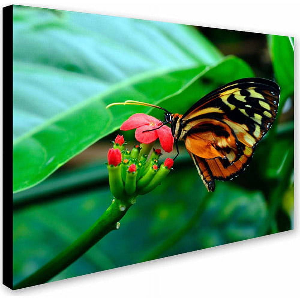 Trademark Fine Art "Cream Spotted Tigerwing" Canvas Art by Kurt Shaffer