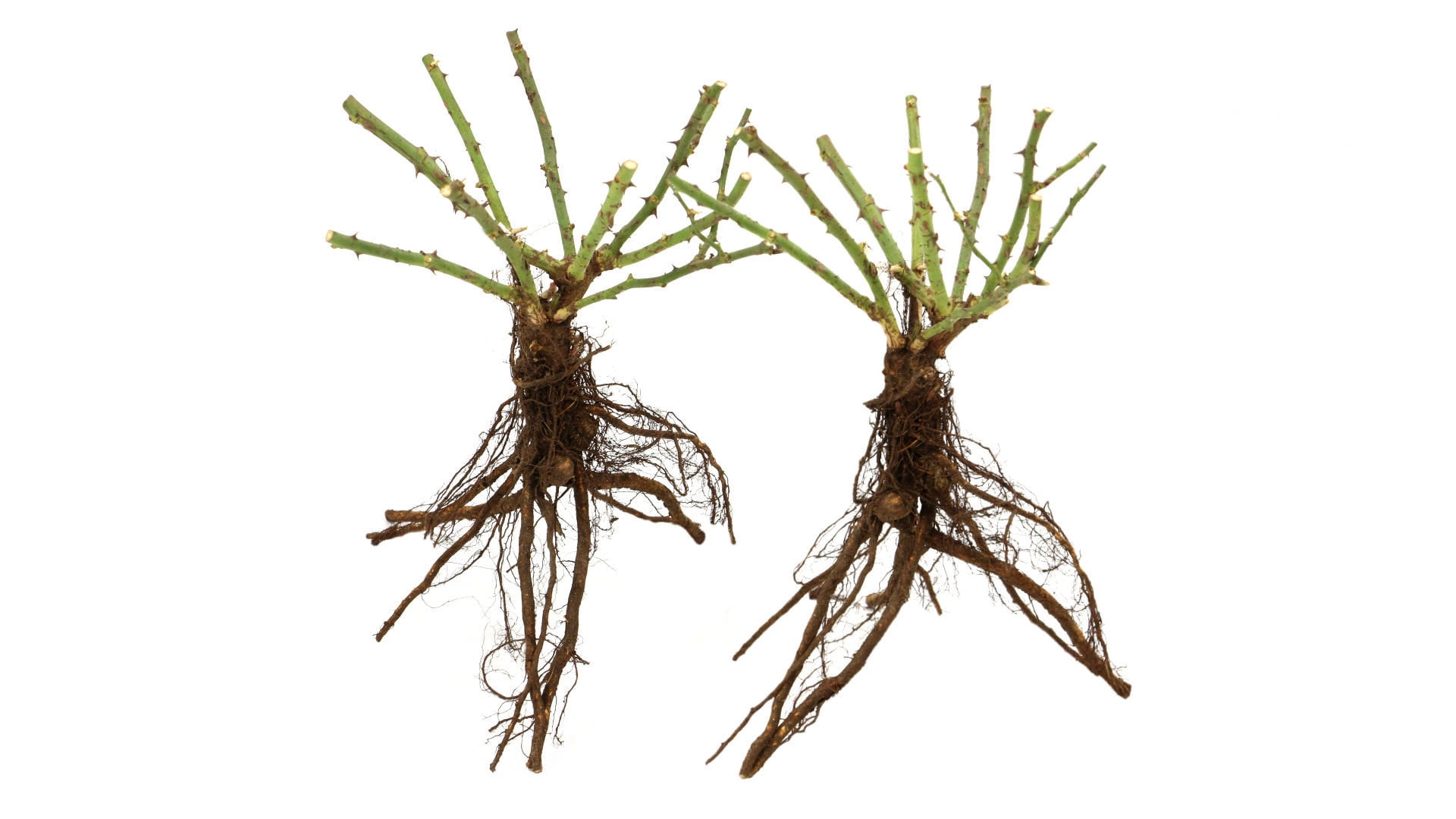 Live Bareroot Blaze Climbing Rose Shrub Condition with Full Sunlight - 2 Piece