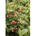 thumbnail image 5 of Glencoe Thornless Raspberry Plants Live, Raspberry Trees Live Plants, Raspberry Seedlings, 5-9 Inc, Raspberry Fruits Trees, 5 of 10