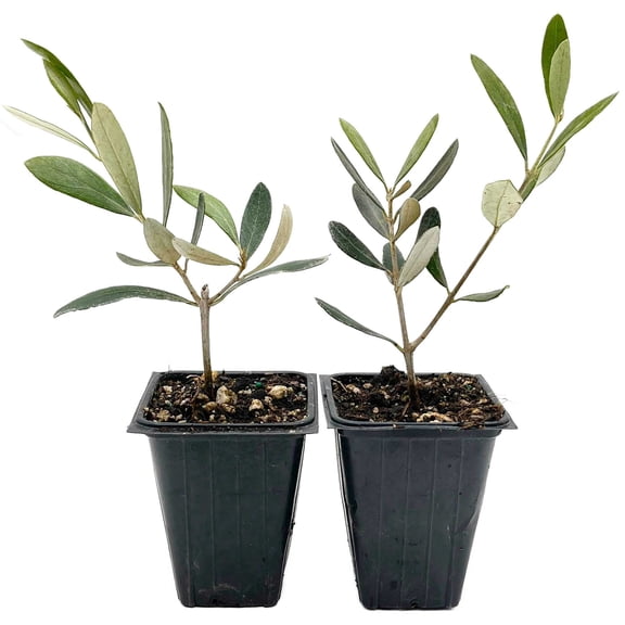 2 Mission Olive Trees – Evergreen Edible Olive Fruit Tree for Indoor or Outdoor Growing, Mediterranean Patio & Container Plant (Olea europaea ‘Mission’) in 3.5″ Cubes, Live Plants