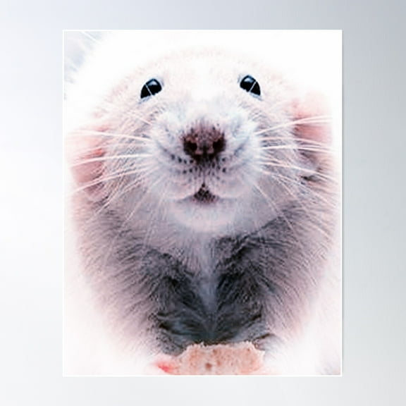 Cute Dumbo Rat Poster Wall Art, Modern Wall Decor For Living Room Bedroom, 8x12 UNFRAMED