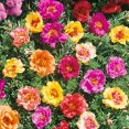 thumbnail image 3 of Drought Tolerant Moss Rose Sundial Ground Cover Plant Seed Mix - 500 Seeds, 3 of 3