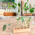 thumbnail image 5 of Hyindoor 5 PCS Glass Test Tube Vases Plant Propagation Stations, Desktop Glass Plant Terrarium with Wooden Stand for Office Home Garden Wedding, 5 of 7