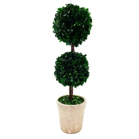 - Ophelia & Co. Karina Real Preserved Boxwood Double Ball Topiary in Pot