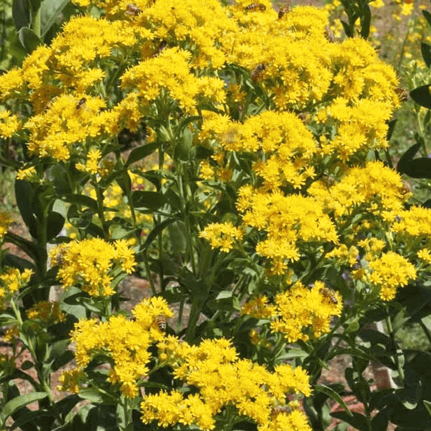 Everwilde Farms - 1 Lb Ohio Goldenrod Native Wildflower Seeds - Gold ...