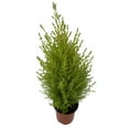 thumbnail image 2 of Lemon Scented Goldcrest Cypress Tree - Indoors/Out - 4.5" Pot, 2 of 4