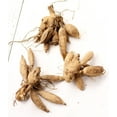 thumbnail image 2 of Kelvin Floodlight Decorative Dahlia - 3 root divisions, 2 of 2