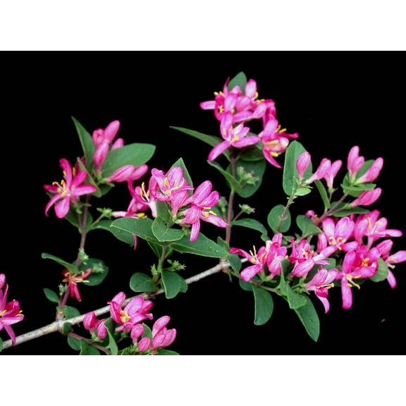 50 Tatarian Asian HONEYSUCKLE Lonicera Tatarica Pink Flower Shrub Bush Seeds