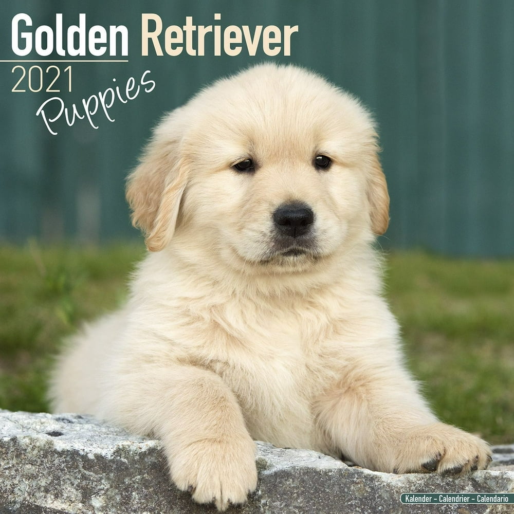 Golden Retriever Puppies Calendar 2021 - Golden Retriever Puppies Dog Golden Retriever Puppies Calendar 2021 - Golden Retriever Puppies Dog