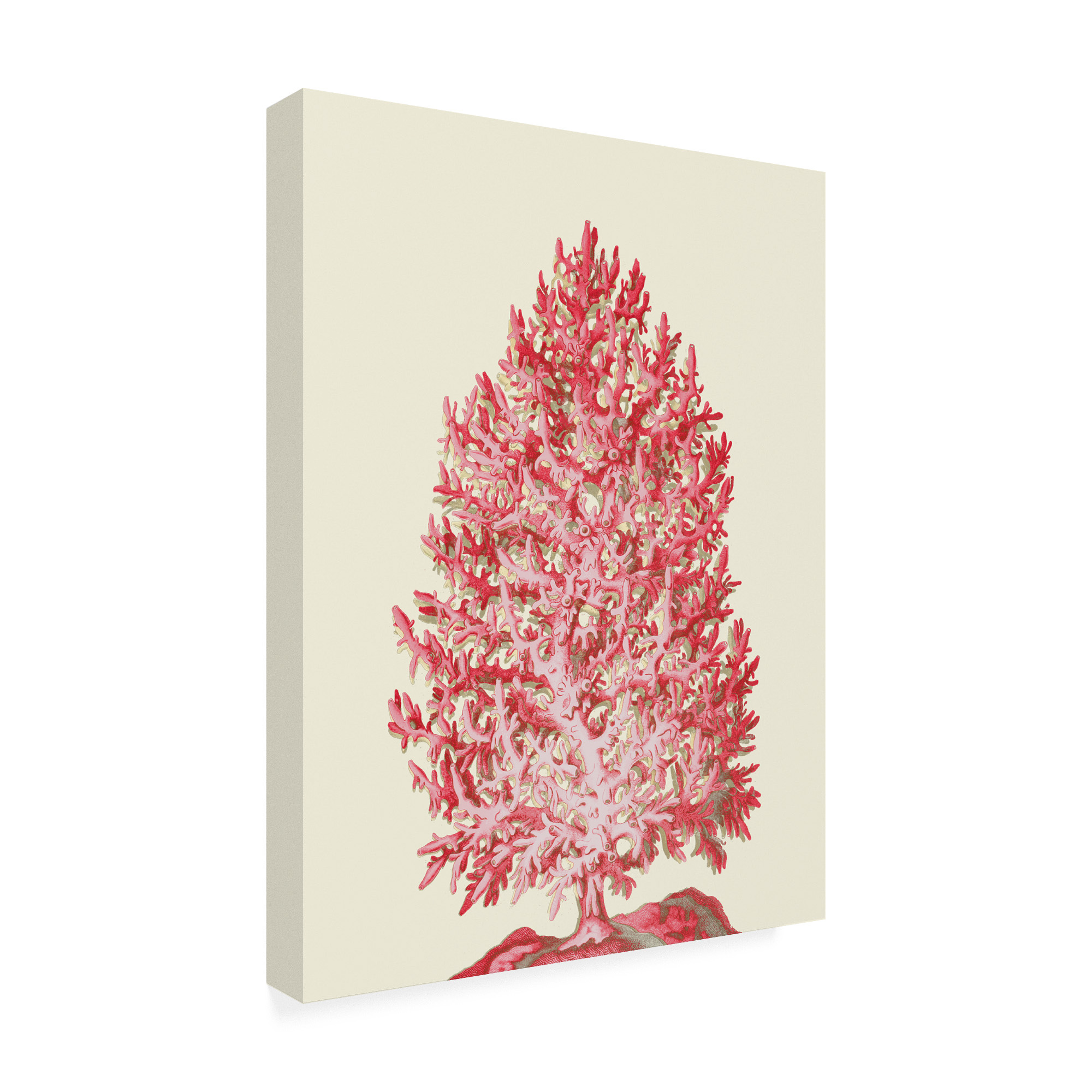 Trademark Fine Art 'Red Corals 1 d' Canvas Art by Fab Funky