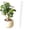 White, variant on Plant Root Aeration Tube, Pot Soil Breathable Pipe, Plastic Potted Plant Root Aeration Tube, Anti Root Rot Vent Tube, Potted Soil Aerator Tool, Breathable Soil Ventilation Pipe,9.84×0.59 in,Black