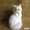 White, variant on Realistic Cat Plush Toy, Simulated Pet Cat Stuffed Animal with Ultra-Soft Faux Fur, Lifelike Companion for Kids Toddlers Cat Lovers, Perfect Birthday Home Decor Gift