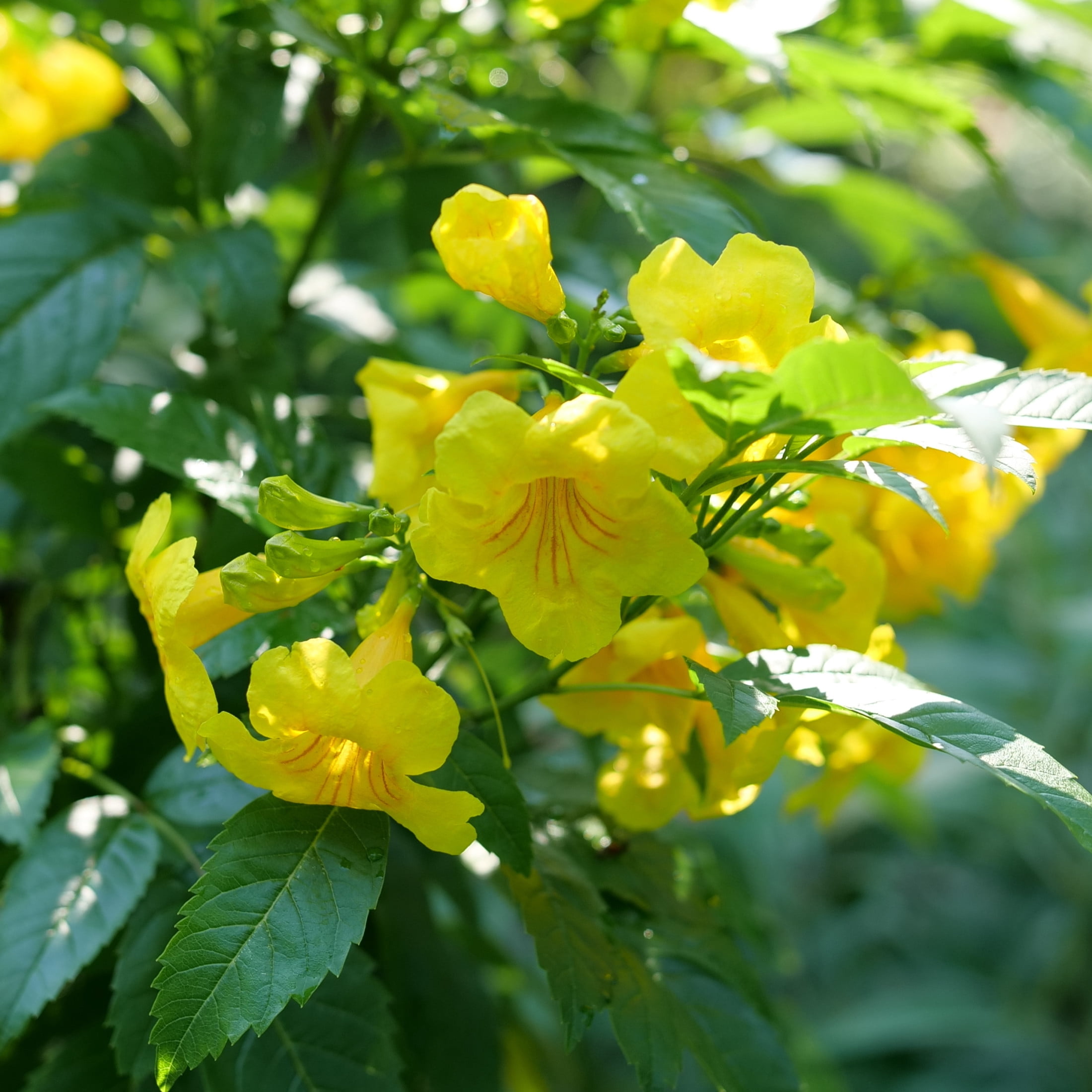 Proven Winners ColorChoice 5" Yellow Chicklet Gold Esperanza Live Plant in 4.5" Pot (4 Count)