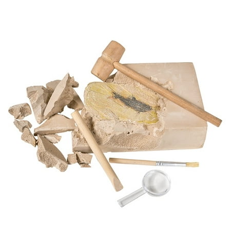 AQUATIC FOSSIL EXCAVATION SET, Case of 12