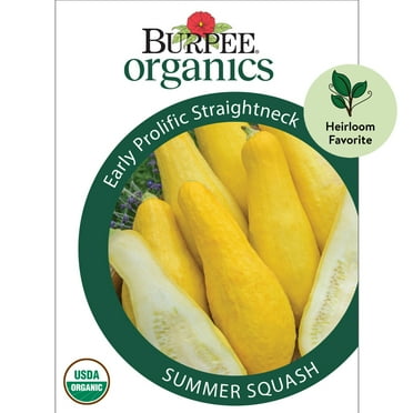 Burpee Organic Early Prolific Straightneck Summer Squash Vegetable Seed, 1-Pack