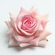 thumbnail image 2 of 10 piezas de cabezas de flores de rosas de artificial mezclados para accesorios para el cabello de bricolaje artesanía Rosado, 2 of 9